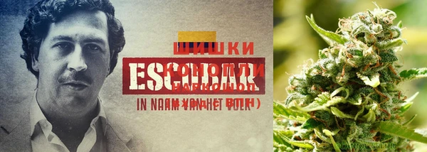 прущая мука Ельня